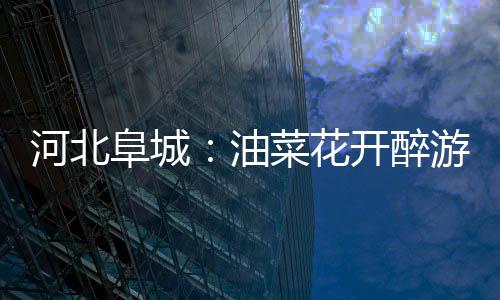 河北阜城:油菜花开醉游人 成乡村振兴“致富花”